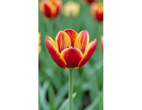 bouquet di tulipani rossi e gialli