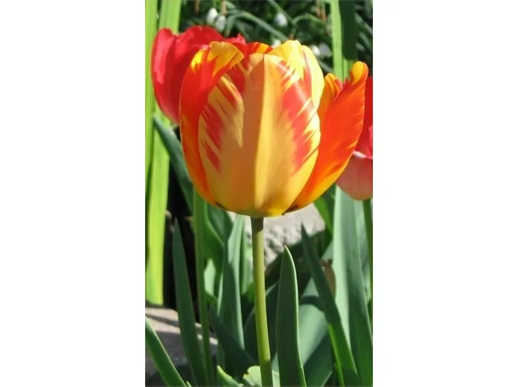 bouquet di tulipani rossi e gialli