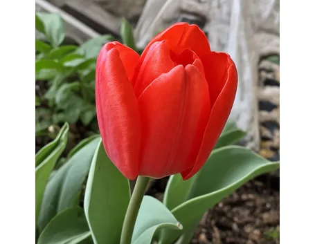 bouquet di tulipani rossi