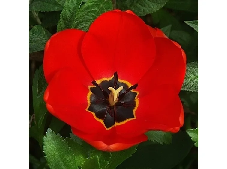 bouquet di tulipani rossi