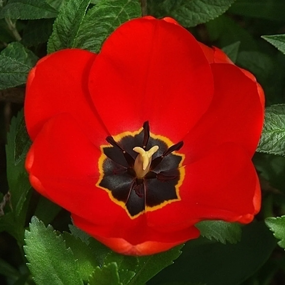bouquet di tulipani rossi