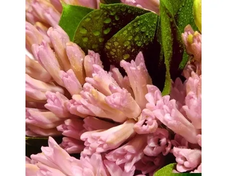 bouquet di tulipani viola