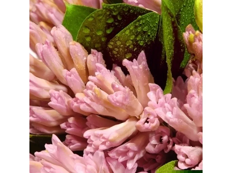 bouquet di tulipani viola