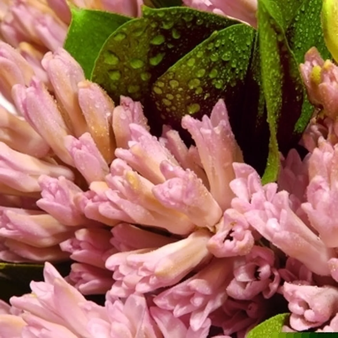 bouquet di tulipani viola