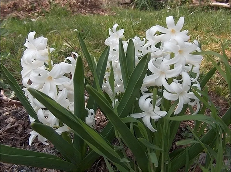 bouquet di tulipani