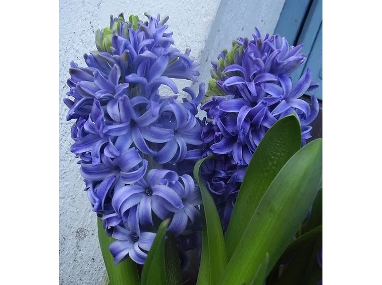 bouquet garofani e giacinti blu