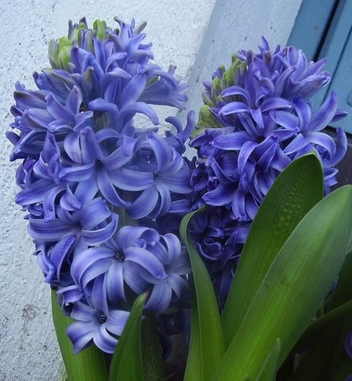 bouquet garofani e giacinti blu