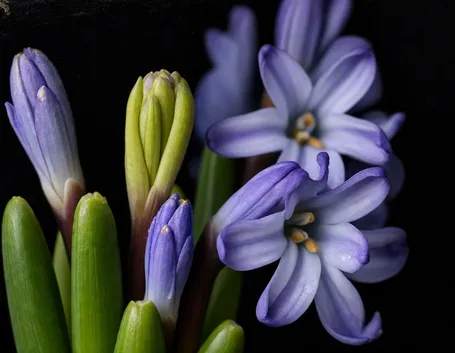 bouquet giacinti viola e bianchi-1