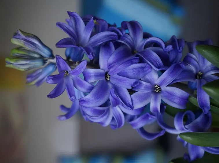 Bouquet caratteristici