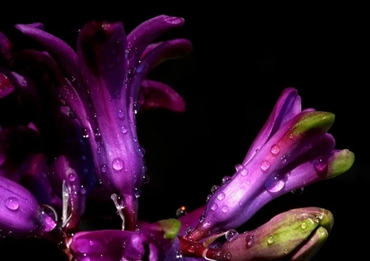 bouquet giacinti viola e bianchi-1