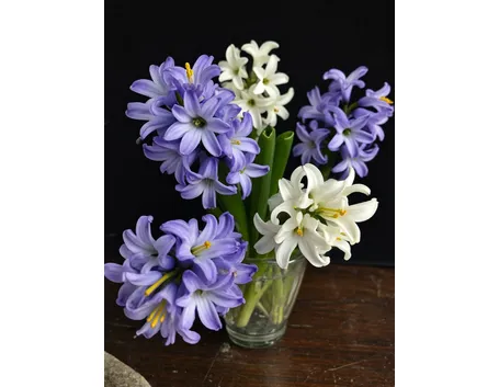 bouquet giacinti viola e bianchi