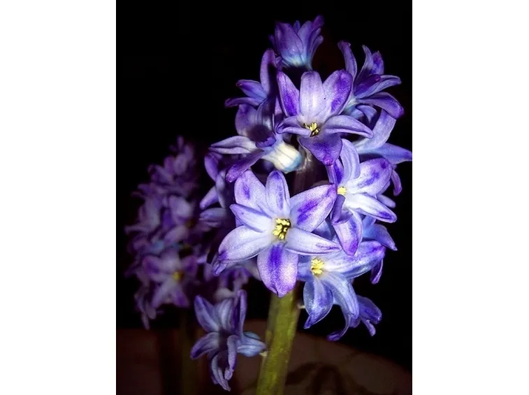 bouquet giacinti viola e bianchi
