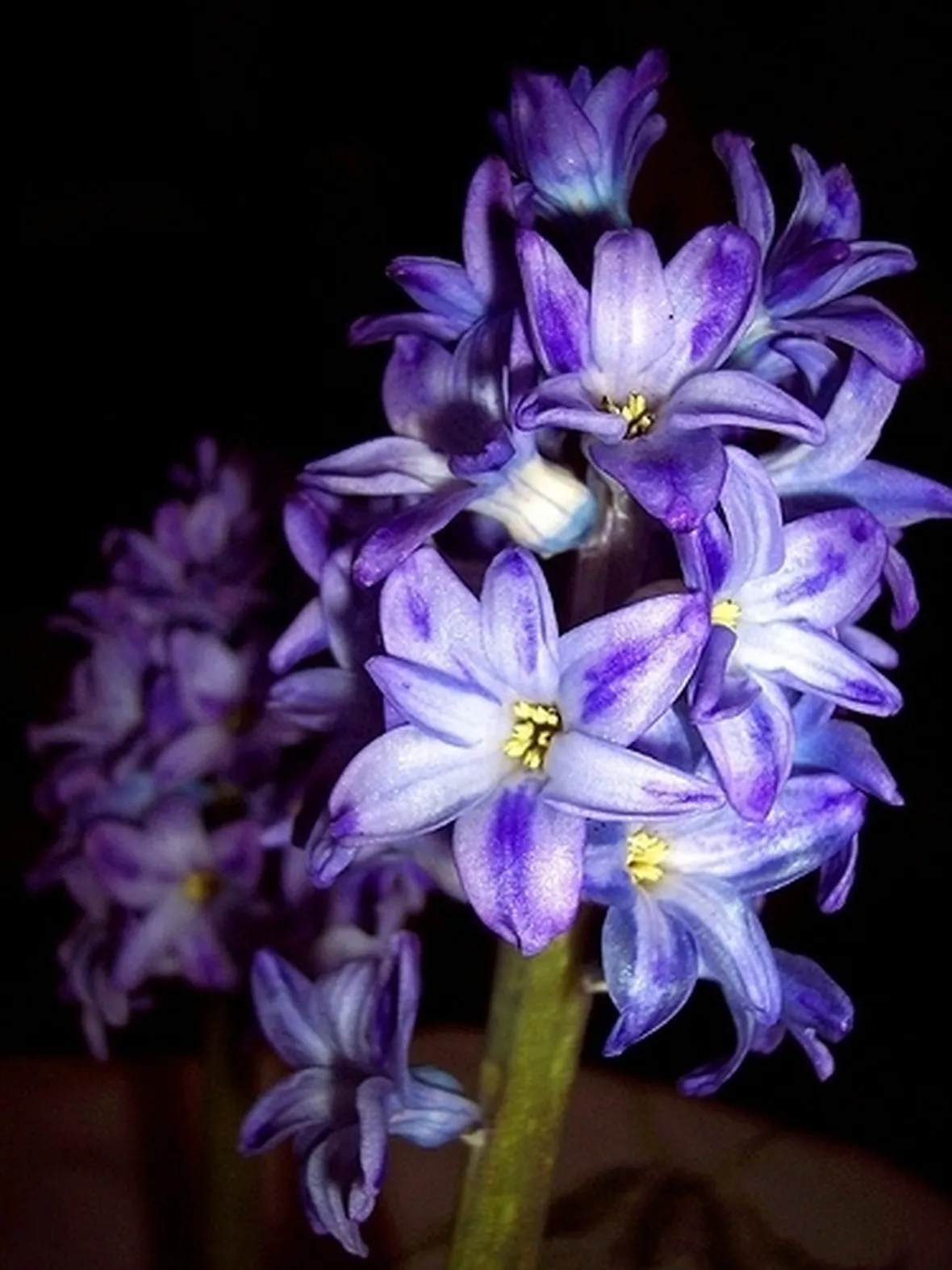 bouquet giacinti viola e bianchi