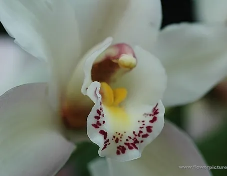 bouquet per amore-5
