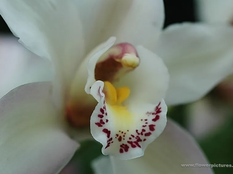 bouquet per amore-5
