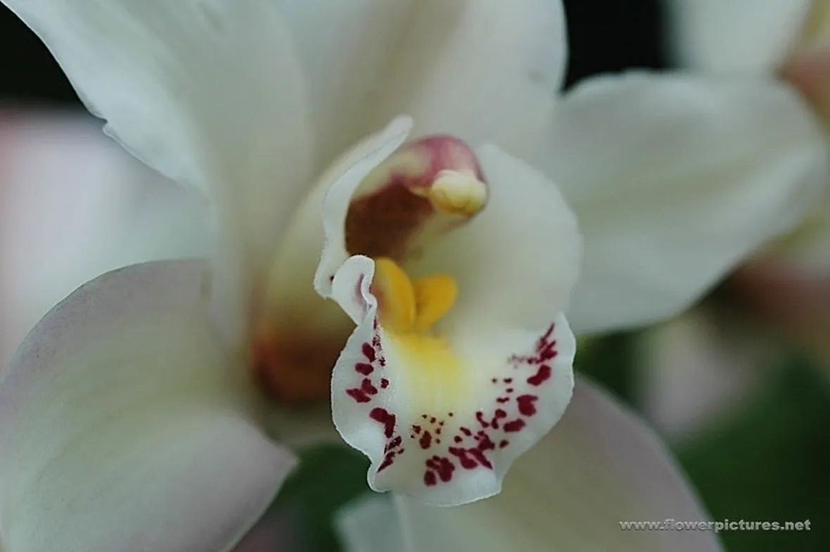 bouquet per amore-5