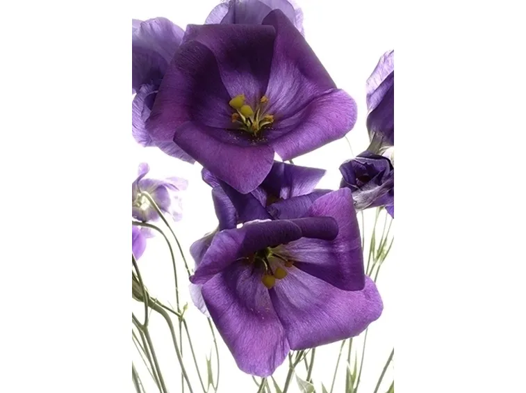 bouquet per anniversari