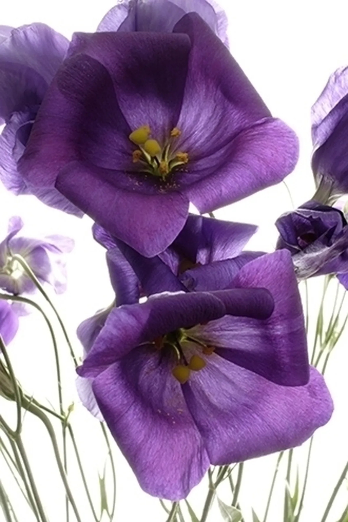 bouquet per anniversari
