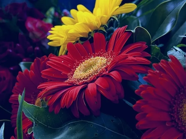bouquet per auguri-5
