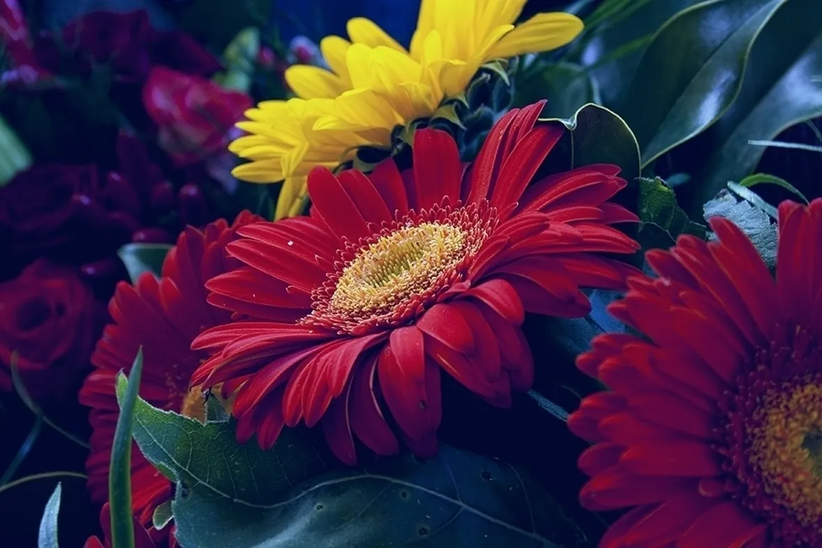 bouquet per auguri-5