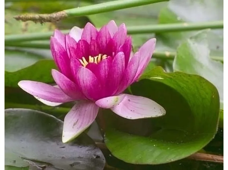 bouquet per battesimo