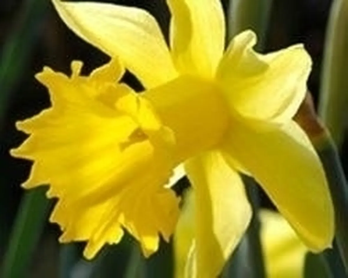 bouquet per condoglianze-5