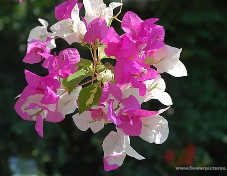 bouquet per defunti-5