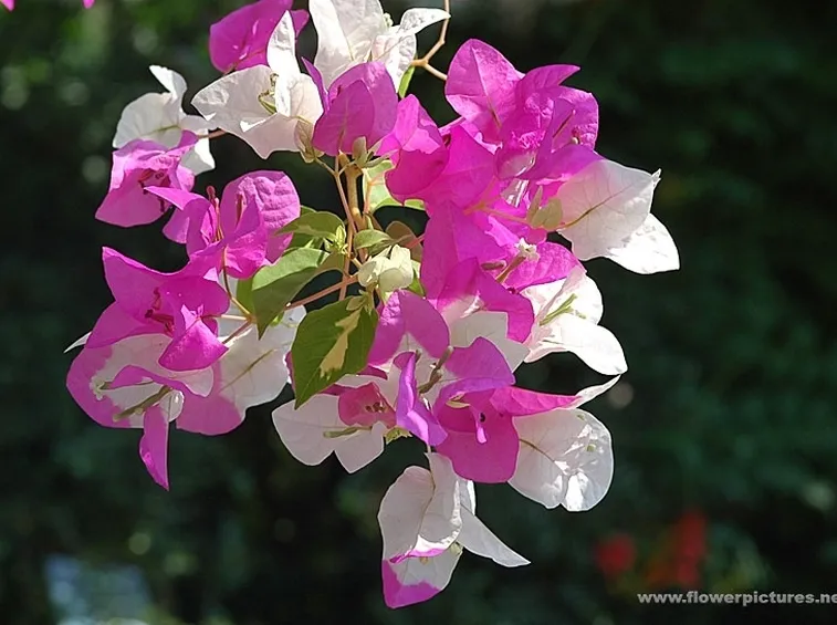 bouquet per defunti-5