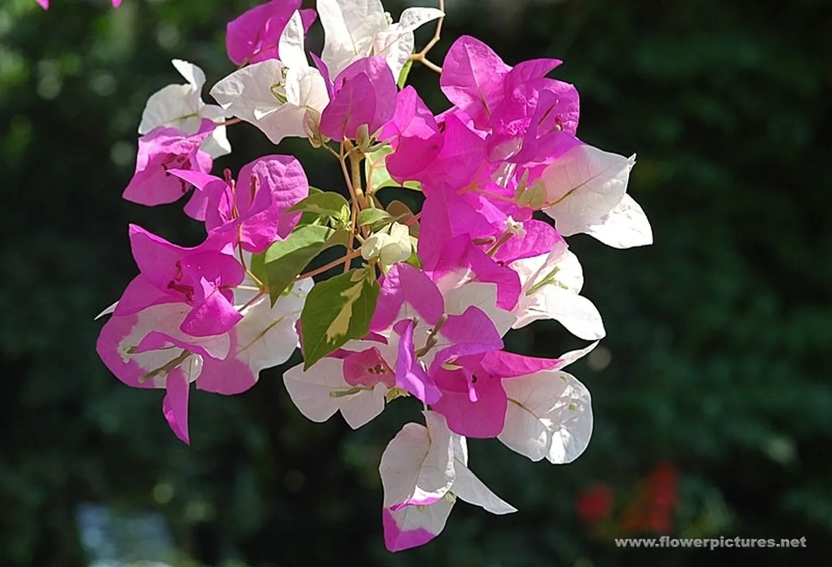 bouquet per defunti-5
