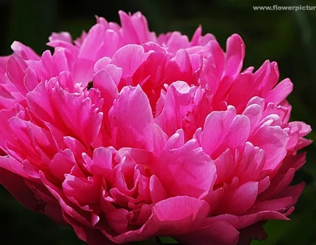 bouquet per dirti che?-3