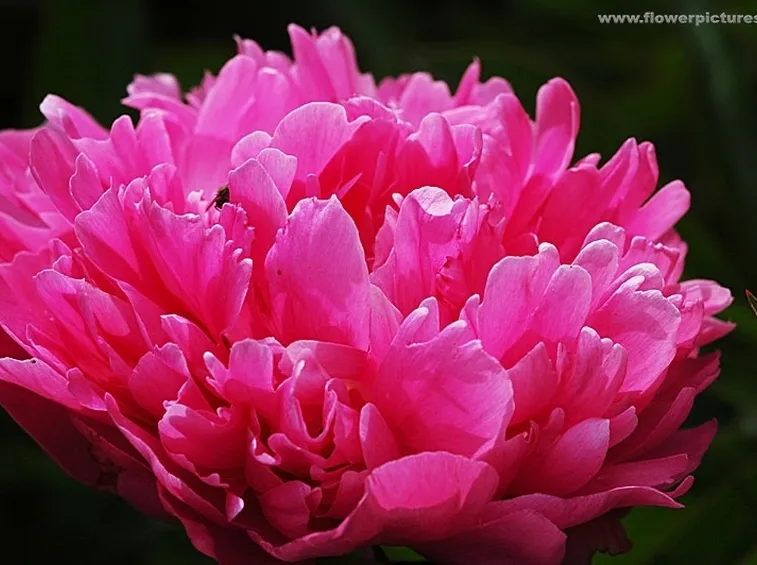 bouquet per dirti che?-3
