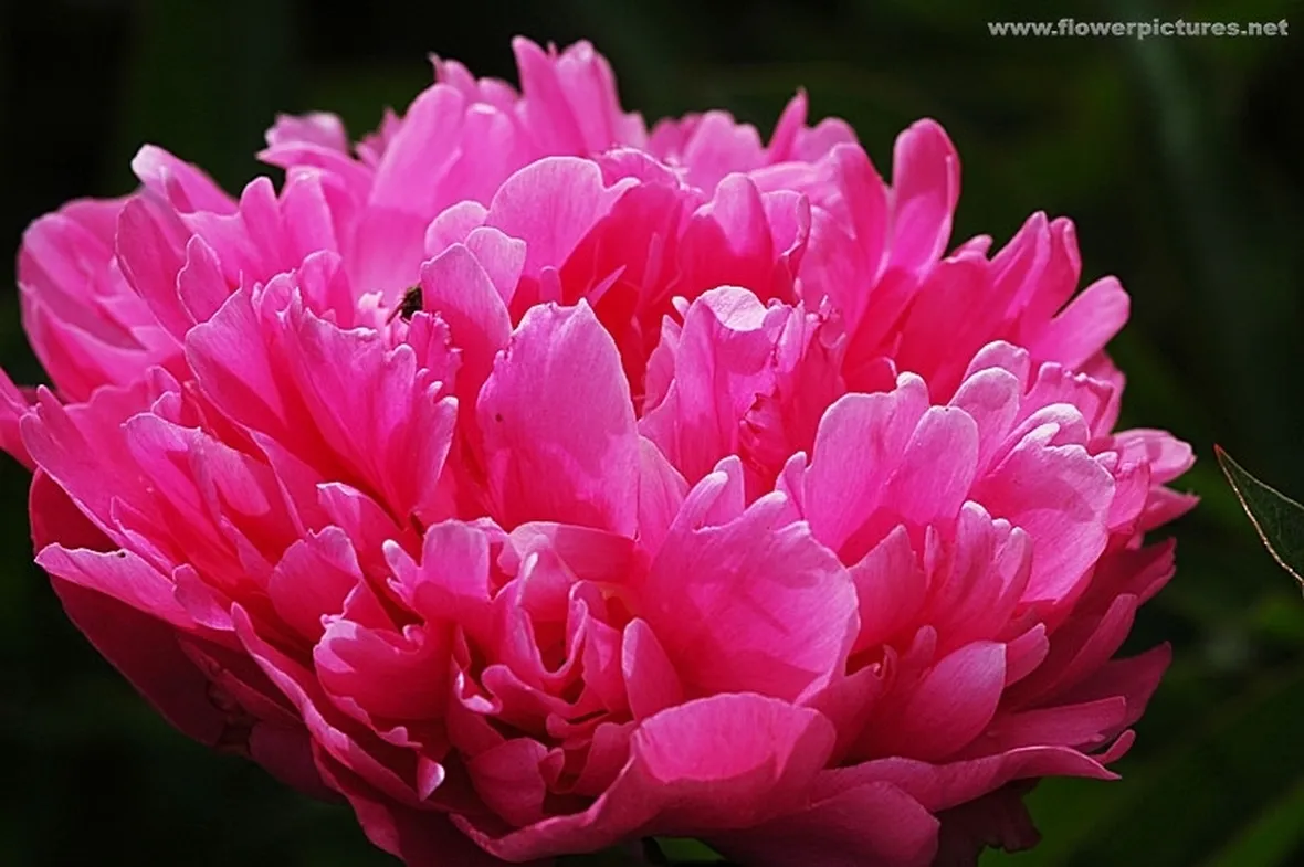 bouquet per dirti che?-3
