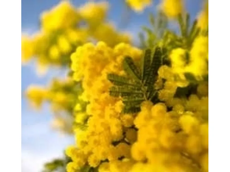 bouquet per festa della donna
