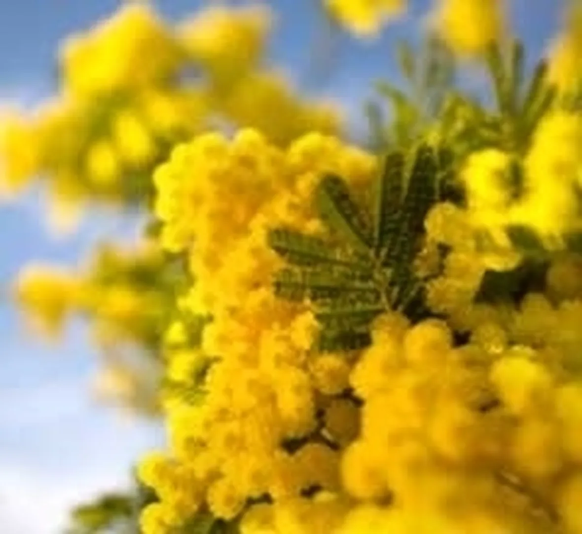 bouquet per festa della donna