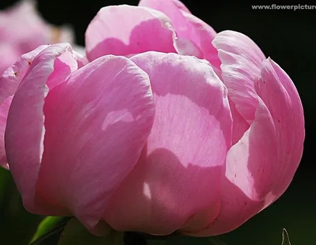bouquet per fiocco rosa-3