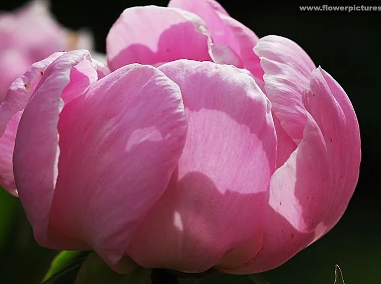 bouquet per fiocco rosa-3