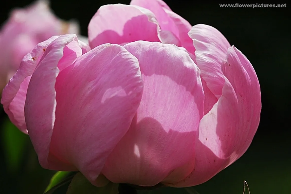 bouquet per fiocco rosa-3