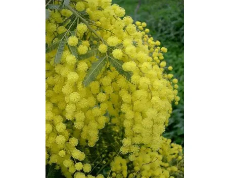 bouquet per la mamma-7