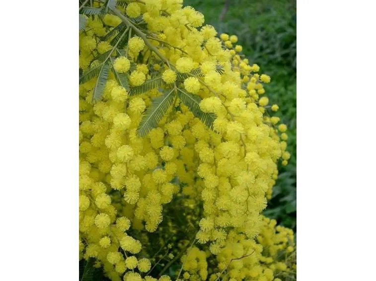 bouquet per la mamma-7