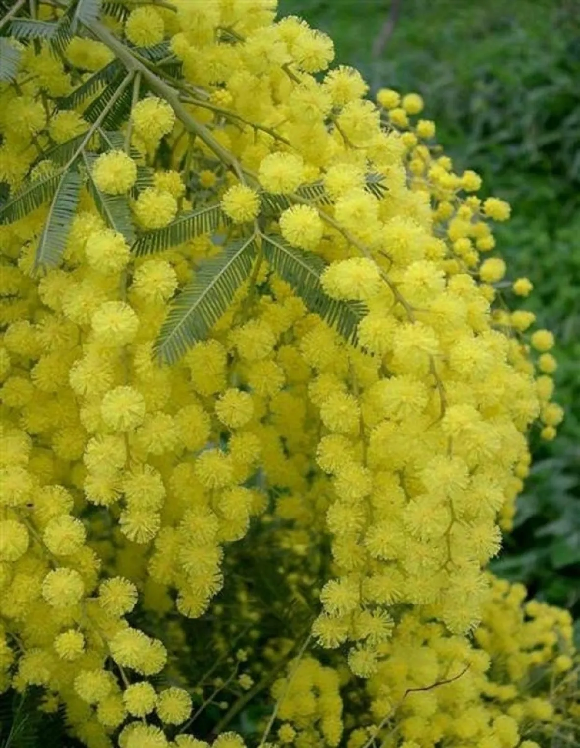 bouquet per la mamma-7