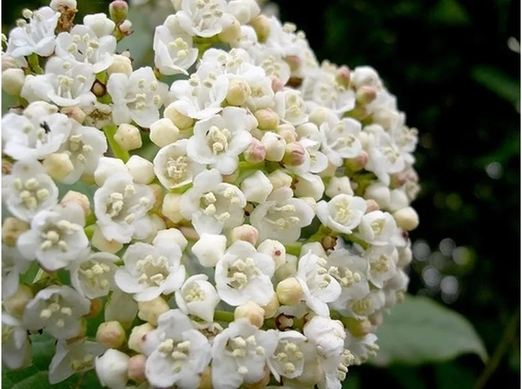 bouquet per laurea e diploma-3