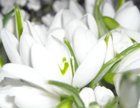 bouquet per laurea e diploma-5