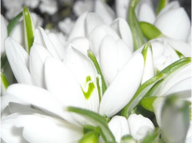 bouquet per laurea e diploma-5
