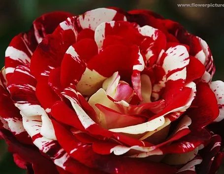 bouquet per lei-3