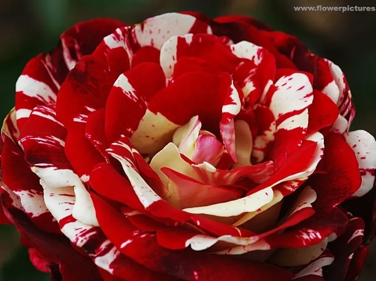 bouquet per lei-3