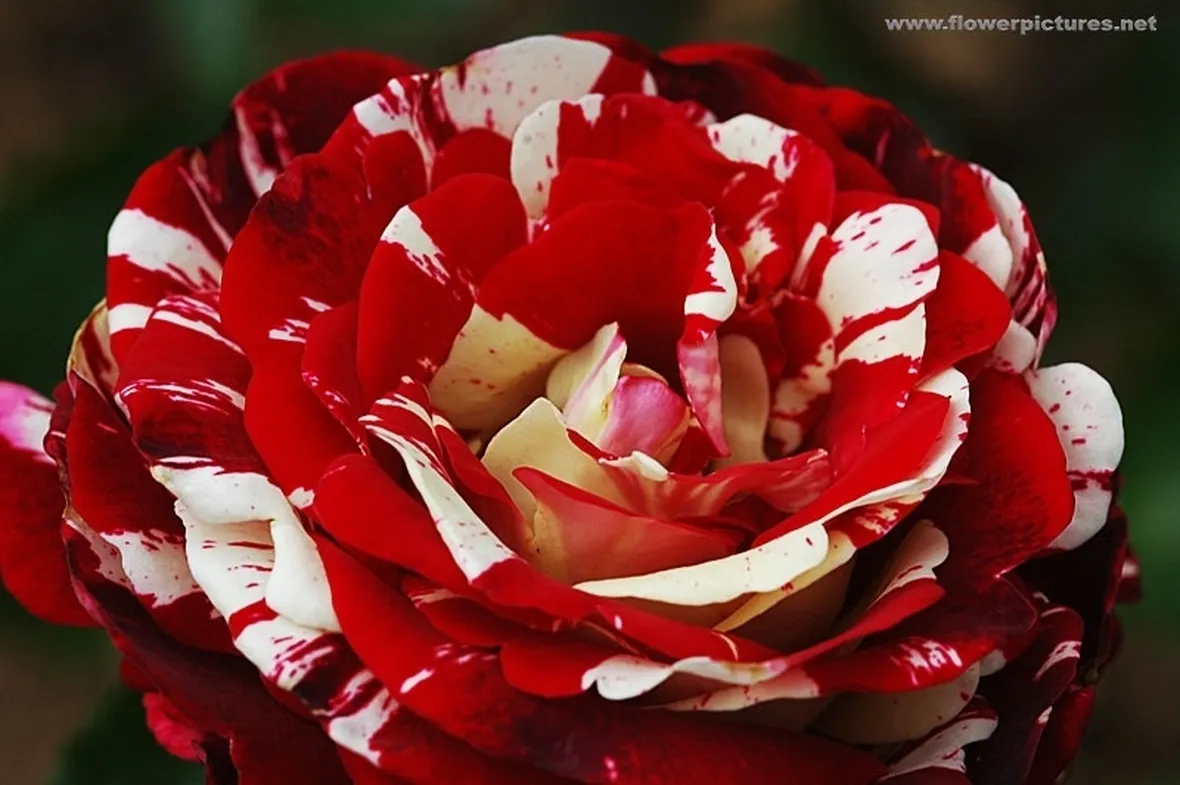 bouquet per lei-3