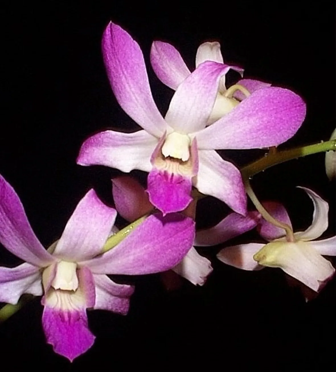 bouquet per lei