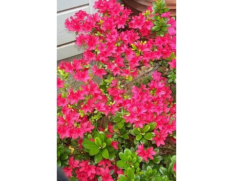 bouquet per lui-3