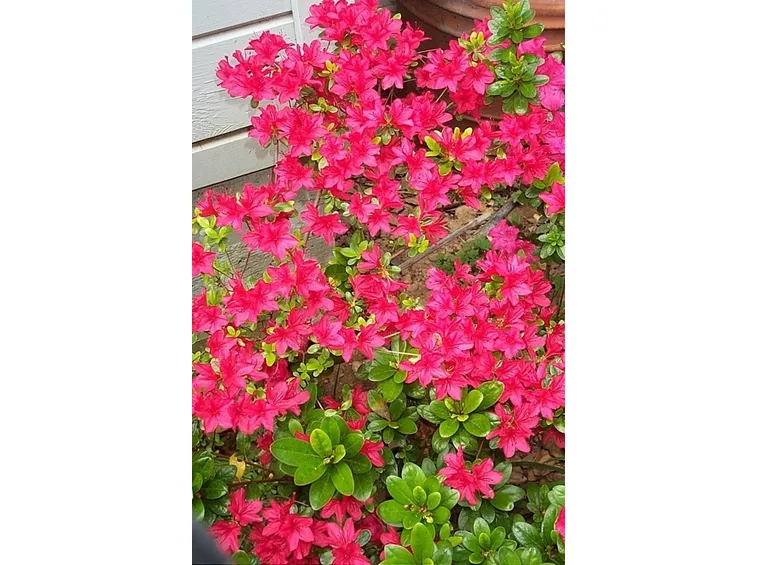bouquet per lui-3