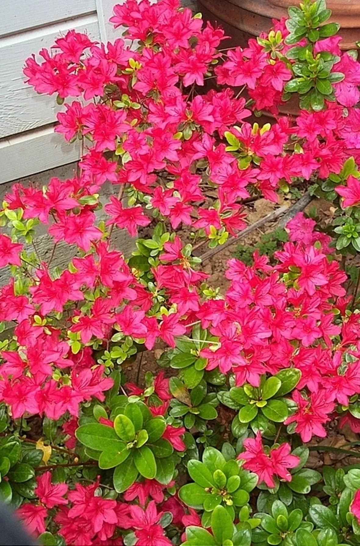 bouquet per lui-3